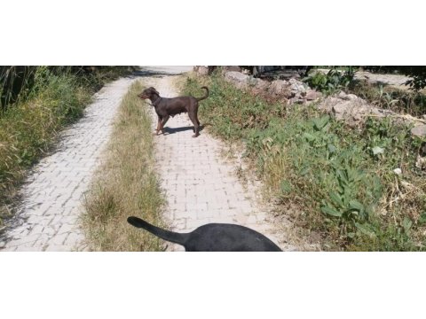 Erkek dişi doberman yavru