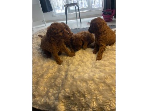 Toy poodle teacup baby yavrular