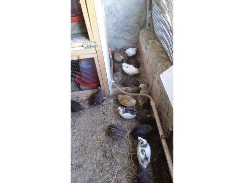 Karışık anaç damızlık bıldırcın