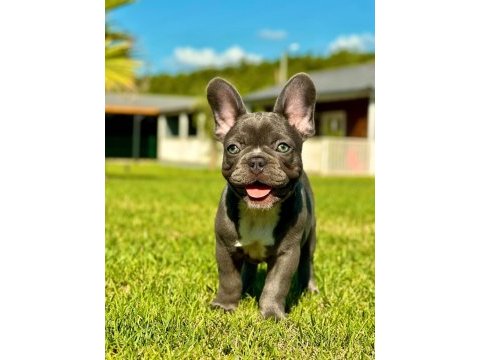 French bulldog yavruları çiftlikten   