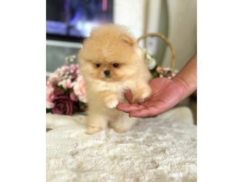 Bal gibi mini boy pomeranian ayıcık