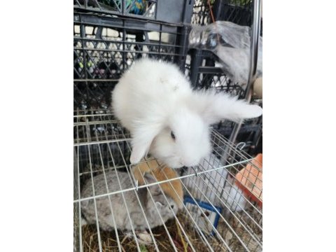 Hollanda lop tavşanı