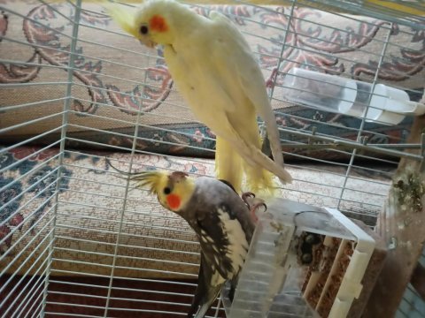 4-9 aylık çift sultan papağanı
