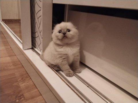 Müthiş scottish fold bebekler