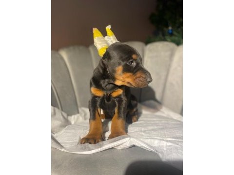 Estetikli king doberman yavrular