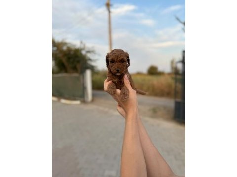 Sevimli poodle bebişim