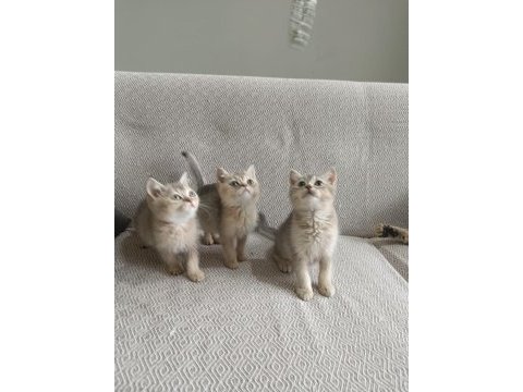 British shorthair bebekler