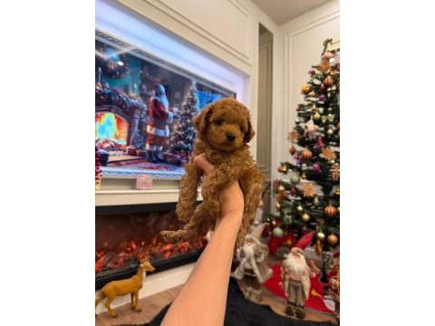 Irk garantili poodle bebekler