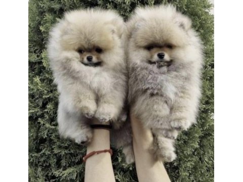Pomeranian boo köpeğimiz