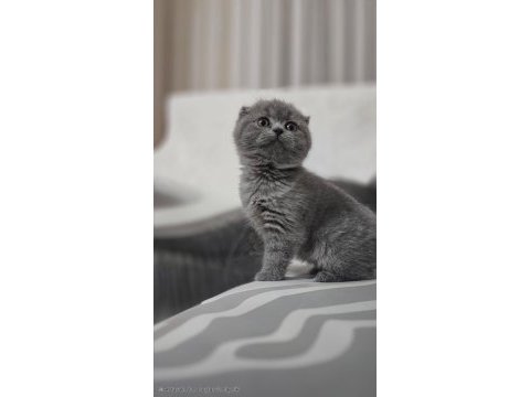 Scottish fold ilgi arsızı kedimiz