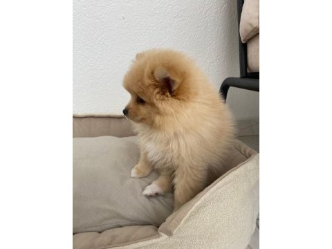 Pomeranian bebek