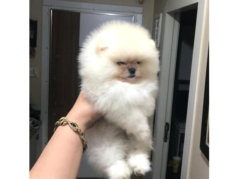 Üst kalite pomeranian boo