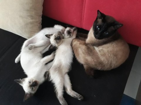 Safkan siyam kedileri