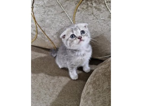 Scottish fold yavrumuz yeni yuvasına gitmeye hazır