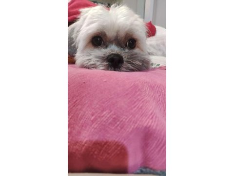 Safkan dişi shih tzu evayı sahiplendiriyorum