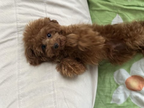 Akıllı çok sevimli temas bağımlısı 7 aylık 1 kg köpeğimiz