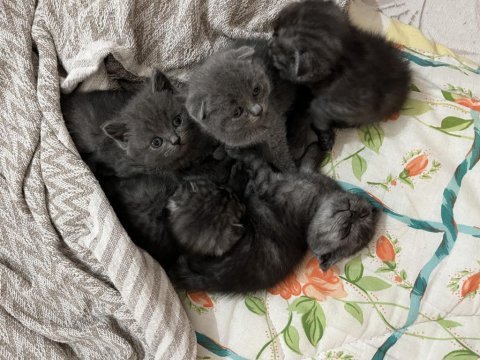 Scottish fold dişi ve erkek