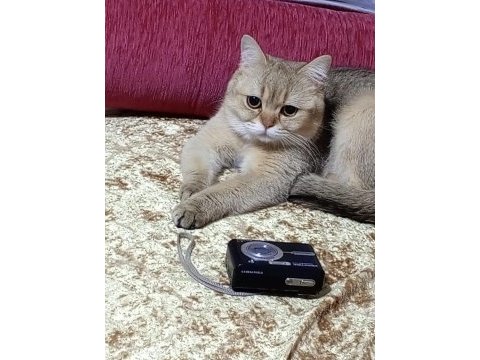 Golden erkek kedimiz ücretsiz sahiplendirme