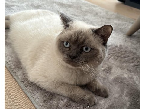 Çiftleştirme british shorthair 8 aylık