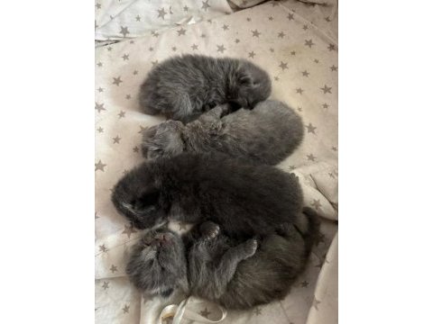 Masal gibi 4 scottish fold yavrumuz yeni yuvasını