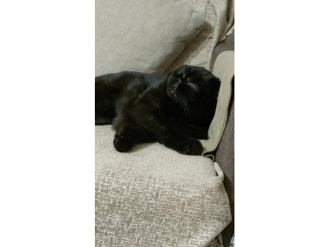 Bitter isimli kedimize ömürlük yuva arıyoruz