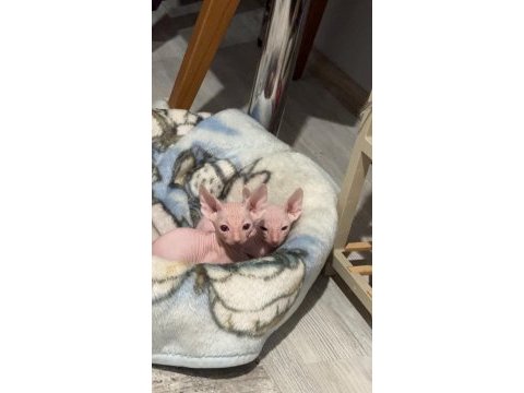 Sfenks yavrularım ömürlük yuvasını arıyor