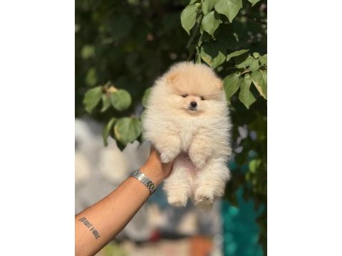 Ayı suratlı pomeranian boo yavrularımız