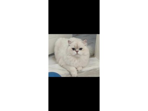 British longhair ns1133 silver point dişi