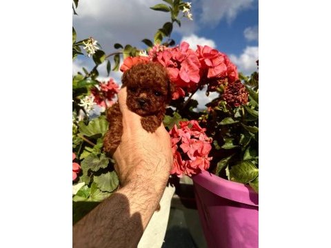 Kore mikro dark brown poodle