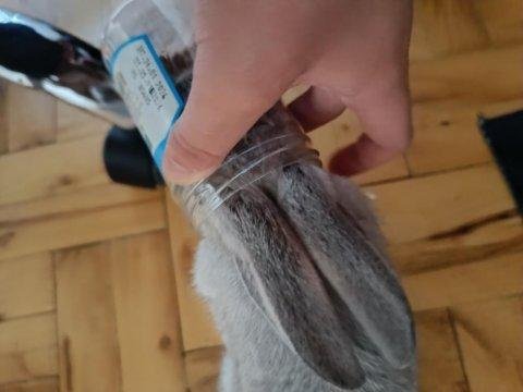 Tavşanım kişiyi acil sahiplendiriyorum