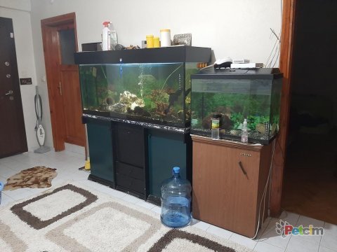 400 lt ve 75 lt akvaryum papağan ile takas ( 2 adet )