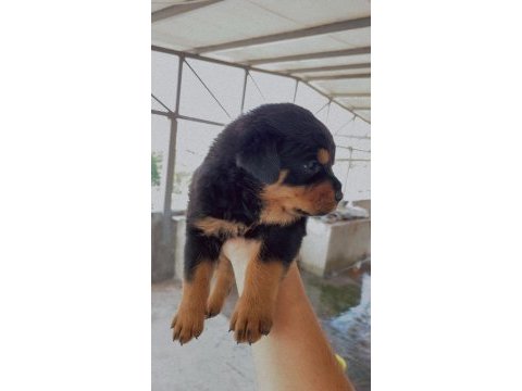 Bursa yavru rottweiler köpeklerimiz