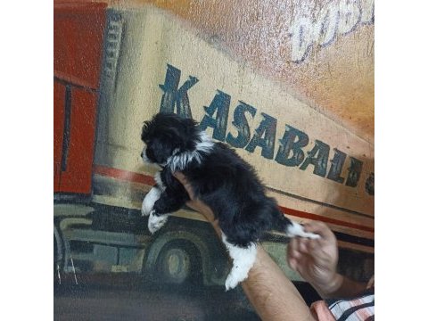 60 günlük dişi morkie