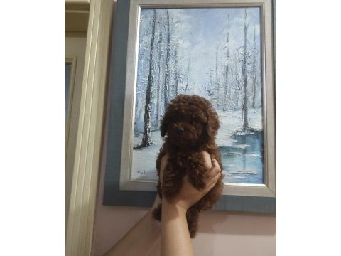 En uygun en garanti boy kore poodle