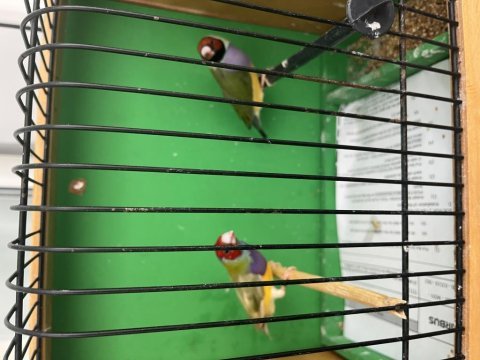 Goldian finch hazır takım