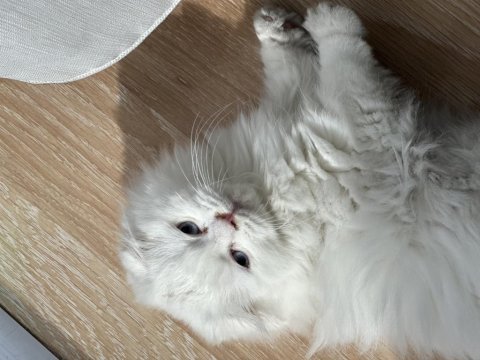Scottish fold longhair mavi gözlü pamuk yavrum
