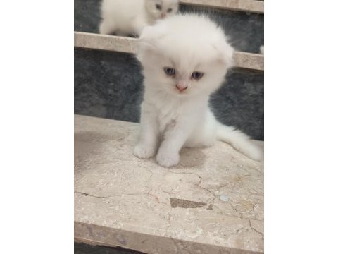 Safkan orjinal bebek kediler