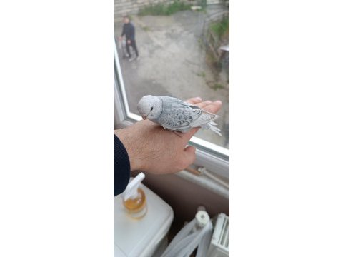 Yeni yeme düşmüş muhabbet kuşu yavrular