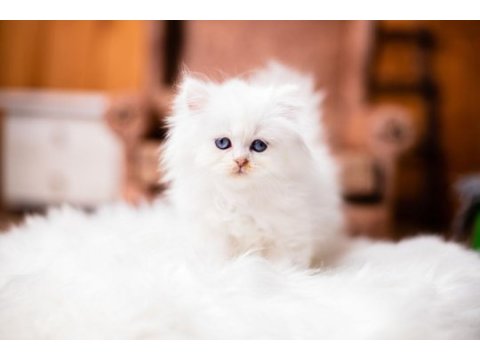 British longhair şecereli