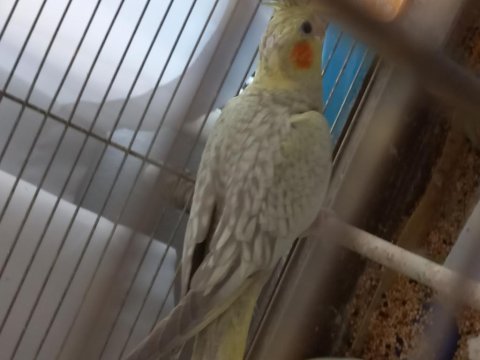 Sultan papağanı 1.5 aylık yavru erkek