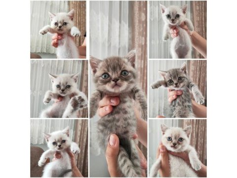 Birbirinden tombul british shorthair yavrular
