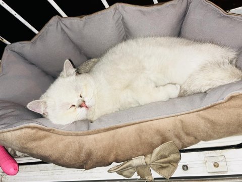 Uysal sağlıklı british shorthair