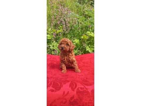 Dişi toy poodle bebekler