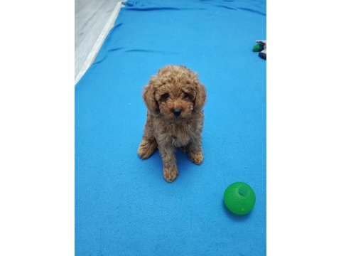 Hakiki toy poodle
