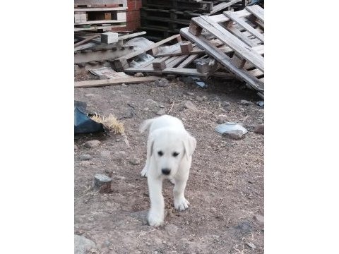 Akbaş köpeğimiz sahiplendirilecek