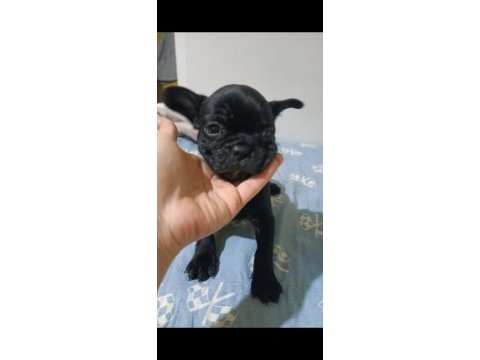 Sağlıklı french bulldog yavrularımız yeni yuvalarını arıyor