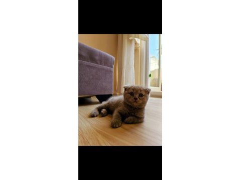 2 aylık erkek scottish fold