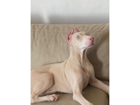 Albino doberman  estetikli aşıları yapılı