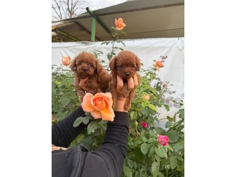 Kore toy poodle yavrularımız