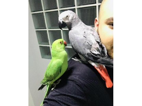 Yavru pakistan papağanları